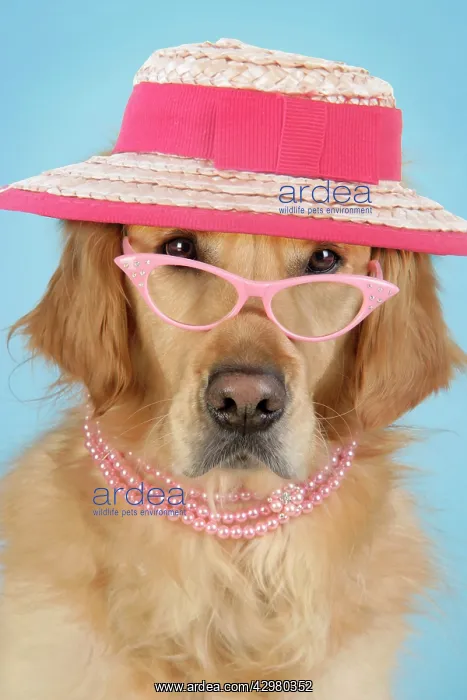 : Golden Retriever Dog - wearing glasses, necklace and hat : Golden Retriever Dog - wearing glasses, necklace and hat