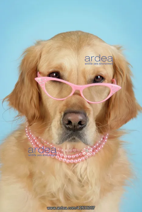  : Golden Retriever Dog - wearing glasses and necklace