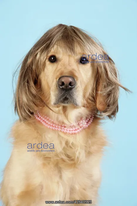 : Golden Retriever Dog - wearing wig and necklace : Golden Retriever Dog - wearing wig and necklace