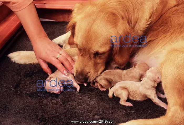  : Golden Retriever Dog - Whelping