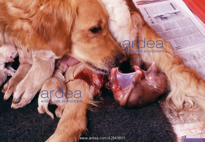 : Golden Retriever DOG - whelping, showing puppy : Golden Retriever DOG - whelping, showing puppy
