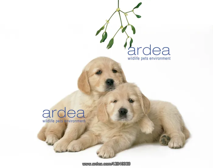 : Golden Retriever Dog - x2 puppies 7 weeks old : Golden Retriever Dog - x2 puppies 7 weeks old