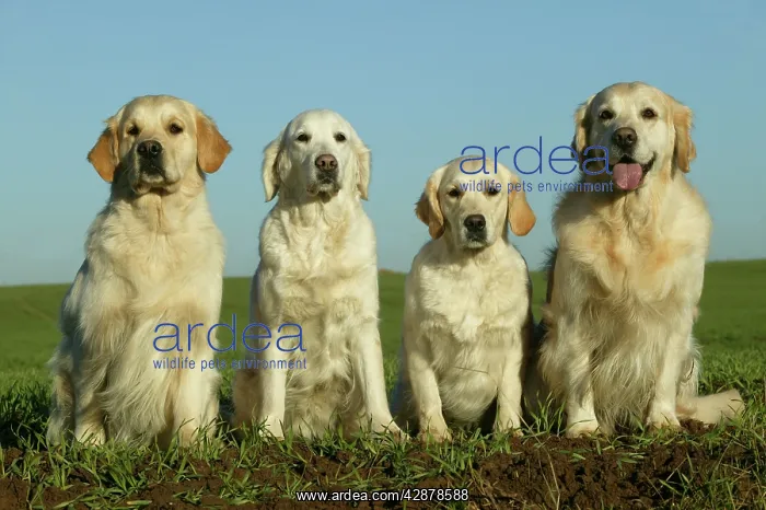 : Golden Retriever Dogs - 4 sitting down together : Golden Retriever Dogs - 4 sitting down together