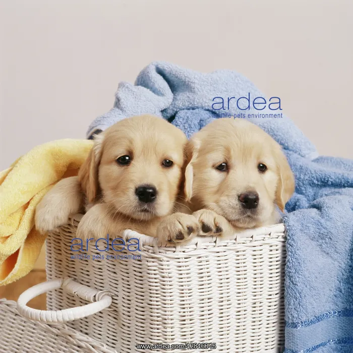 : Golden Retriever Dogs : Golden Retriever Dogs