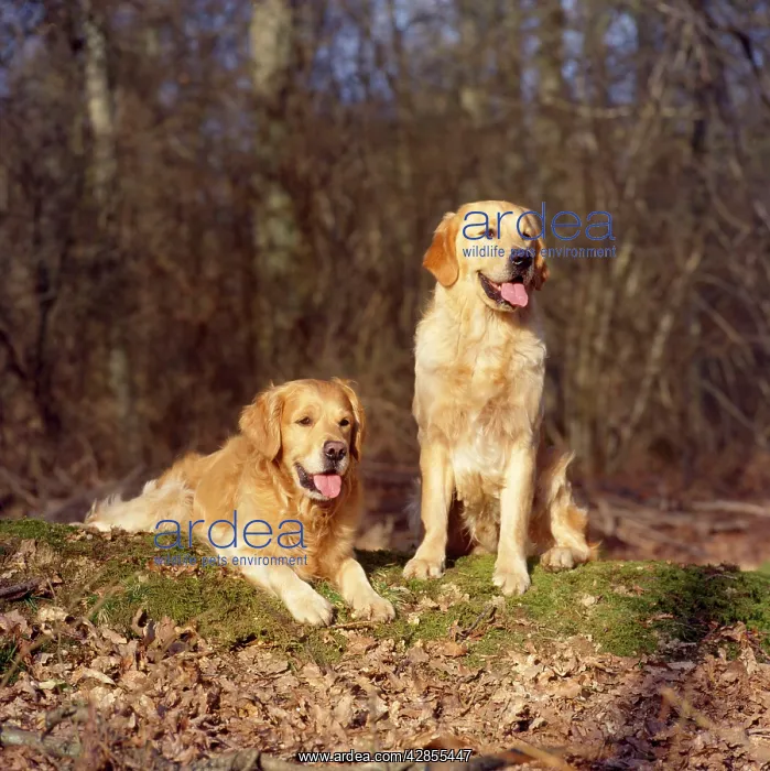 : Golden Retriever Dogs : Golden Retriever Dogs