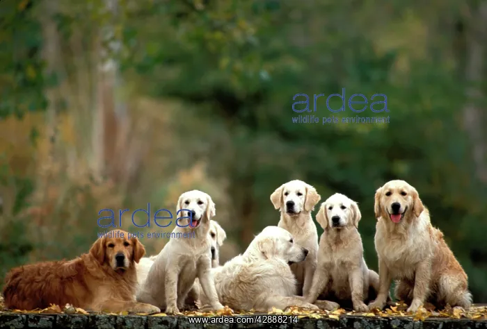 : Golden Retriever Dogs : Golden Retriever Dogs