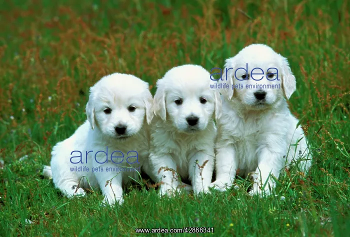 : Golden Retriever Dogs : Golden Retriever Dogs