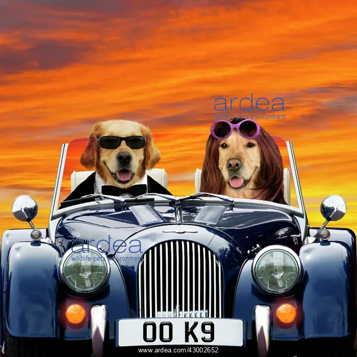 : Golden Retriever Dogs : Golden Retriever Dogs