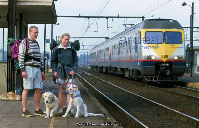 : Golden Retriever Dogs - & backpackers on station : Golden Retriever Dogs - & backpackers on station