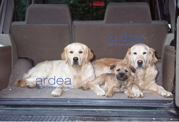 : GOLDEN RETRIEVER DOGS - with Border Terrier in back of car : GOLDEN RETRIEVER DOGS - with Border Terrier in back of car