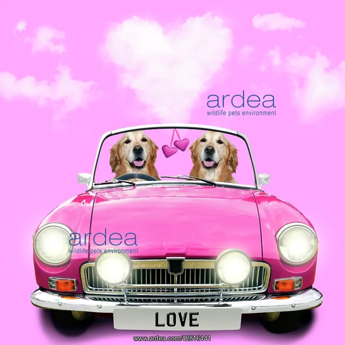 : Two Golden Retriever dogs driving pink car with love hearts : Two Golden Retriever dogs driving pink car with love hearts