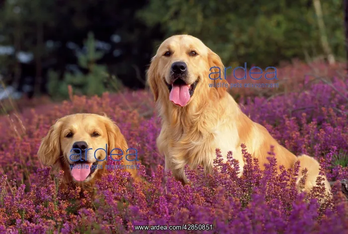  : Golden Retriever Dogs - in heather