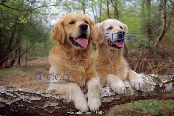 : Golden Retriever DOGS - on log : Golden Retriever DOGS - on log