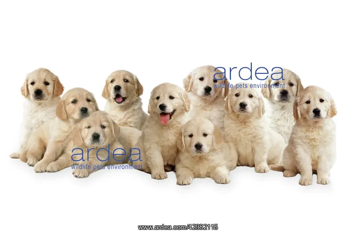 : Golden Retriever Dogs - puppies : Golden Retriever Dogs - puppies
