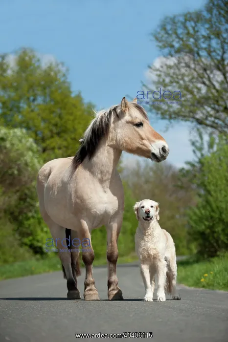 : Golden Retriever and a Fjord horse standing on a : Golden Retriever and a Fjord horse standing on a