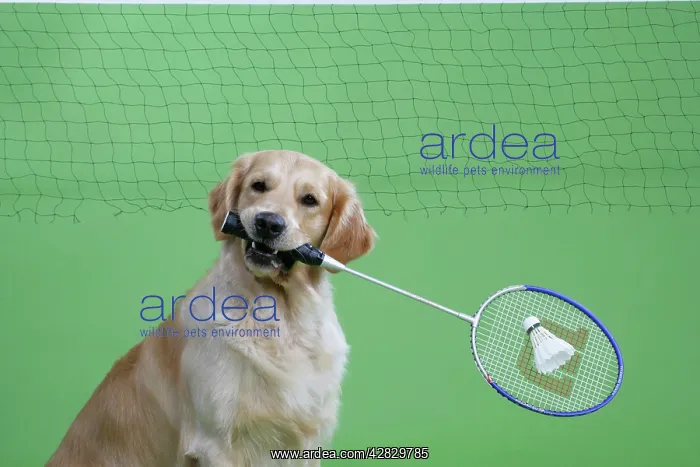 : Golden Retriever holding badminton racket : Golden Retriever holding badminton racket