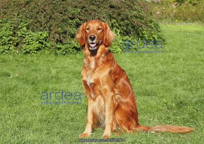 : Golden Retriever Irish Red Setter crossbreed, bitch : Golden Retriever Irish Red Setter crossbreed, bitch