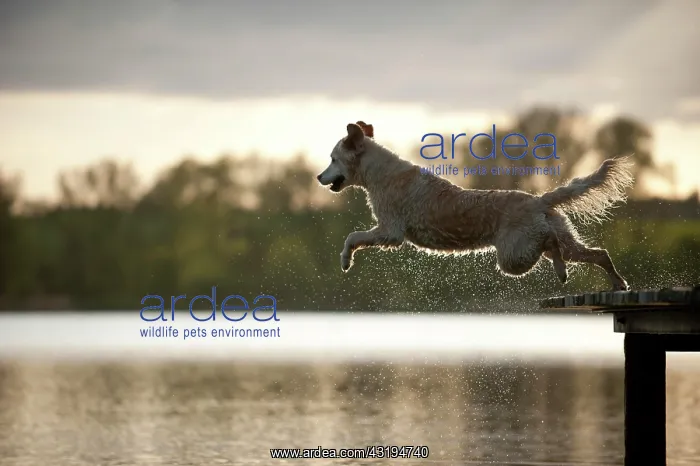  : Golden Retriever jumping from a wharf into the water