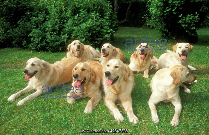 : Golden Retriever & Labrador Dog : Golden Retriever & Labrador Dog
