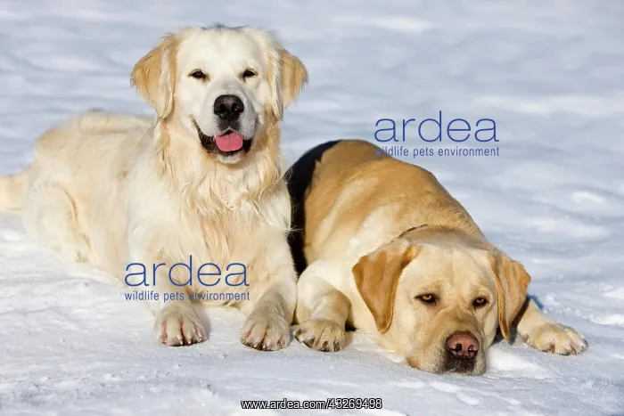 : Golden Retriever and a Labrador lying in the snow : Golden Retriever and a Labrador lying in the snow