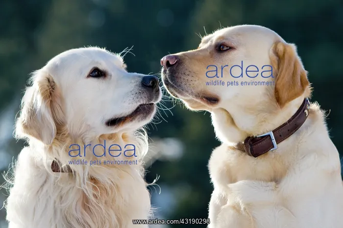 : Golden Retriever and a Labrador sniffing each other : Golden Retriever and a Labrador sniffing each other