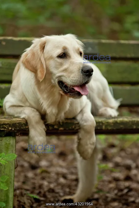 : Golden Retriever lying on a bench : Golden Retriever lying on a bench