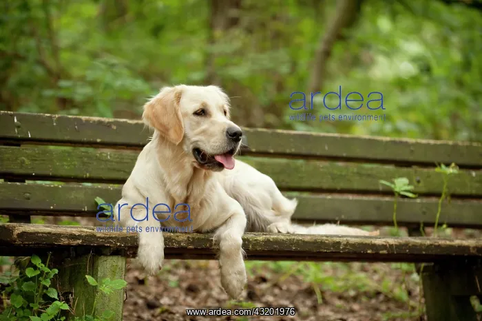 : Golden Retriever lying on a bench : Golden Retriever lying on a bench