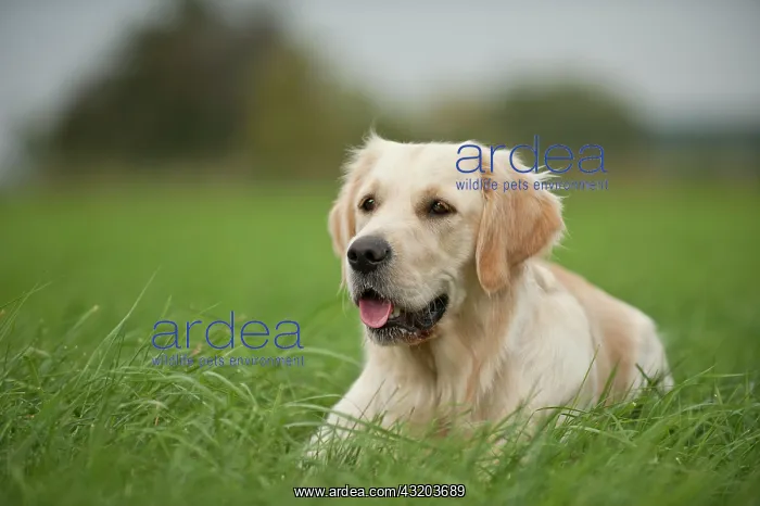 : Golden Retriever lying on a meadow : Golden Retriever lying on a meadow
