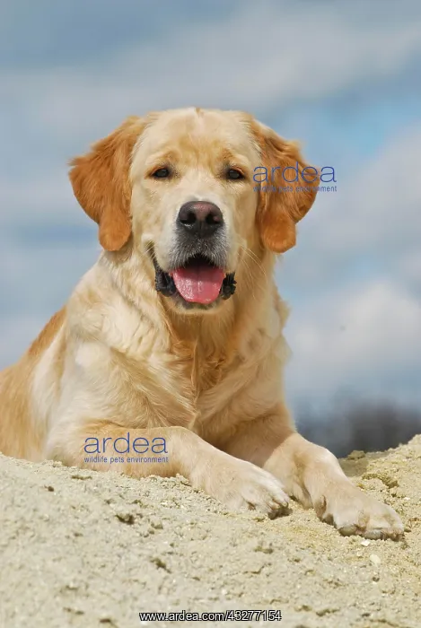  : Golden Retriever lying on a sand hill