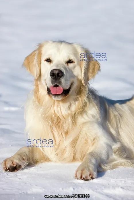 : Golden Retriever lying in the snow, North Tyrol : Golden Retriever lying in the snow, North Tyrol