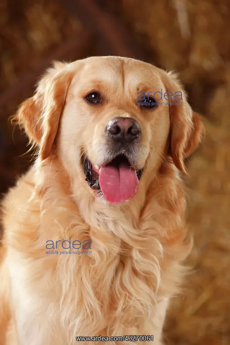 : Golden Retriever, male, animal portrait : Golden Retriever, male, animal portrait