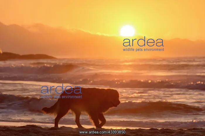  : Golden Retriever paced to sunrise on the sand of