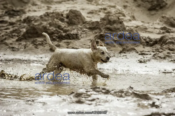 : Golden Retriever playing in a mud puddle : Golden Retriever playing in a mud puddle