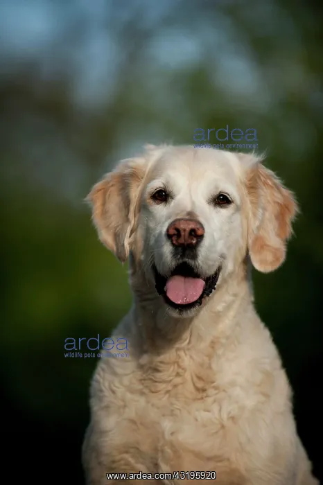 : Golden Retriever, portrait : Golden Retriever, portrait