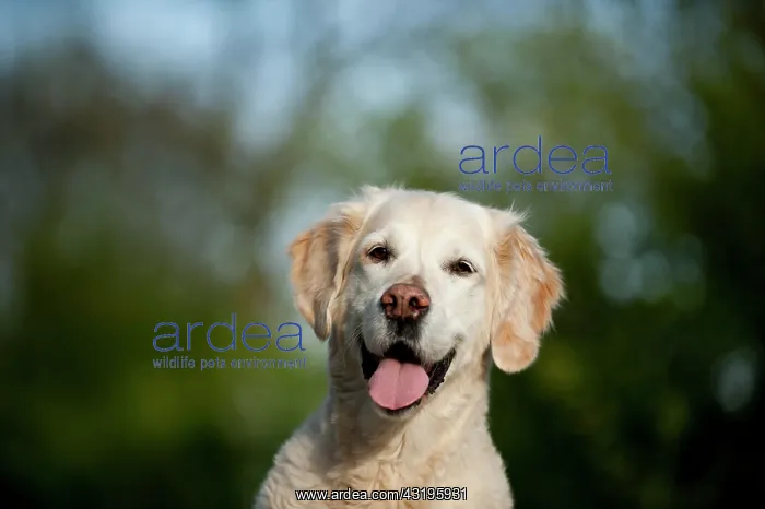 : Golden Retriever, portrait : Golden Retriever, portrait
