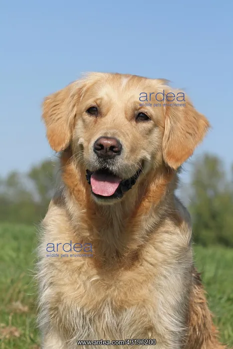 : Golden Retriever, portrait Golden Retriever, Portr&, x4d2c; : Golden Retriever, portrait Golden Retriever, Portr&, x4d2c;