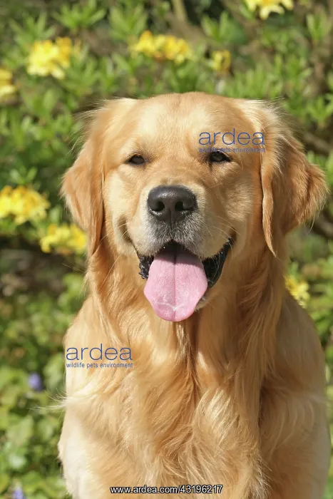 : Golden Retriever, portrait Golden Retriever, Portr&, x4d2c; : Golden Retriever, portrait Golden Retriever, Portr&, x4d2c;