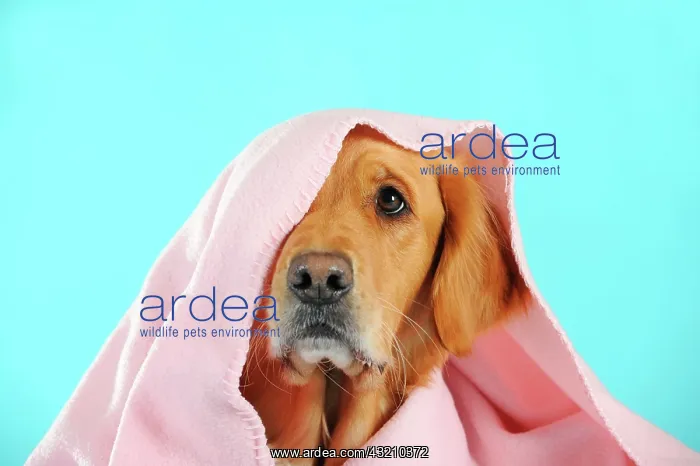 : Golden Retriever, portrait with a pink blanket on : Golden Retriever, portrait with a pink blanket on