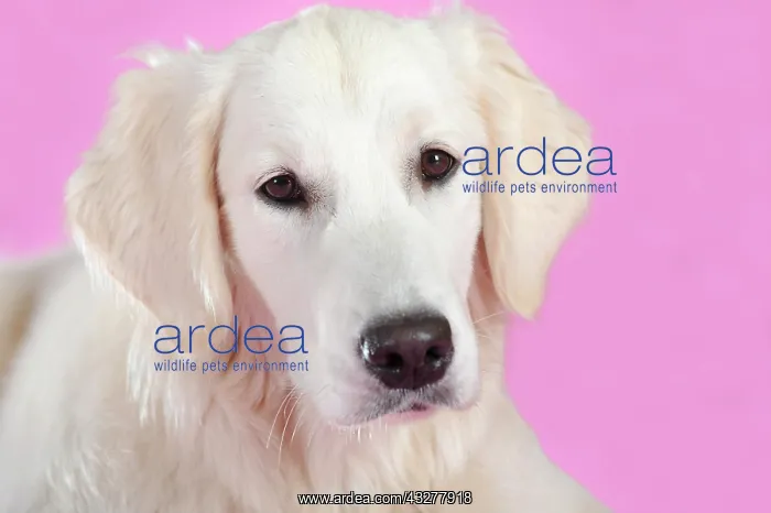 : Golden Retriever, portrait, in front of a pink wall : Golden Retriever, portrait, in front of a pink wall