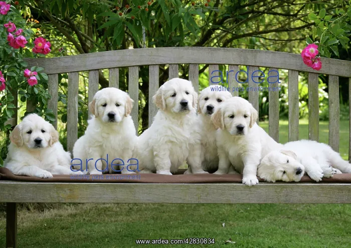 : Golden Retriever puppies on garden bench - 7 weeks : Golden Retriever puppies on garden bench - 7 weeks