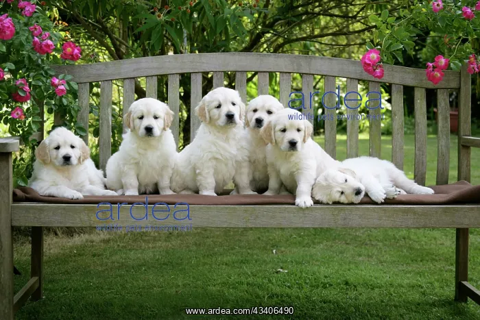 : Golden Retriever puppies on garden bench - 7 weeks : Golden Retriever puppies on garden bench - 7 weeks