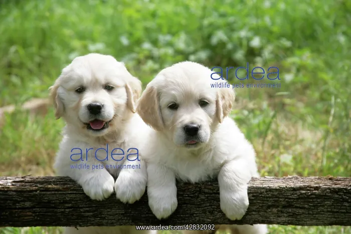 : Two Golden Retriever puppies standing looking over : Two Golden Retriever puppies standing looking over