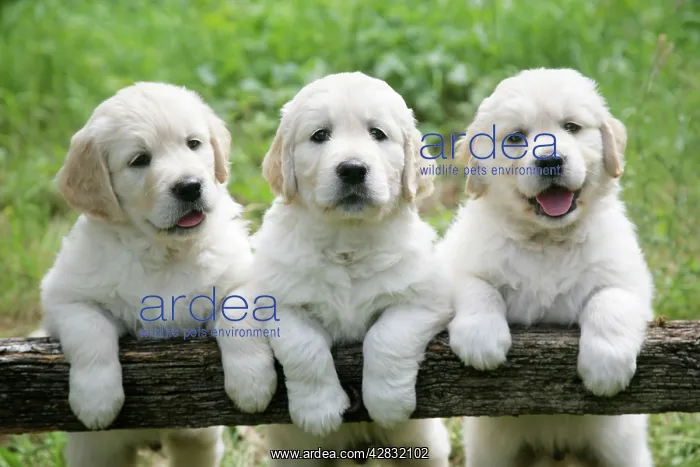 : Three Golden Retriever puppies standing looking : Three Golden Retriever puppies standing looking