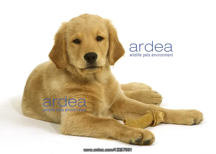  : Golden Retriever Puppy