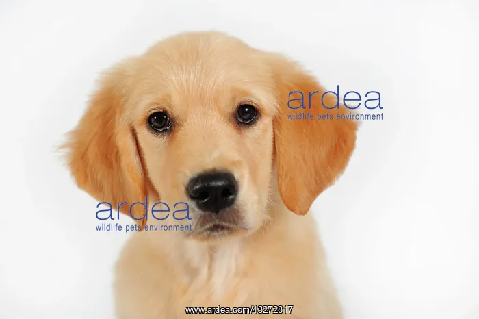: Golden Retriever, Puppy, 7 Weeks, Portrait : Golden Retriever, Puppy, 7 Weeks, Portrait