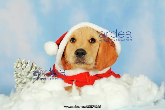: Golden Retriever puppy, 8 weeks, lying on clouds : Golden Retriever puppy, 8 weeks, lying on clouds