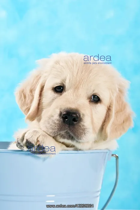 : Golden Retriever puppy in a bucket : Golden Retriever puppy in a bucket
