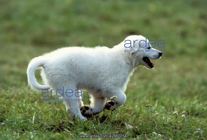 : Golden Retriever Puppy Dog : Golden Retriever Puppy Dog