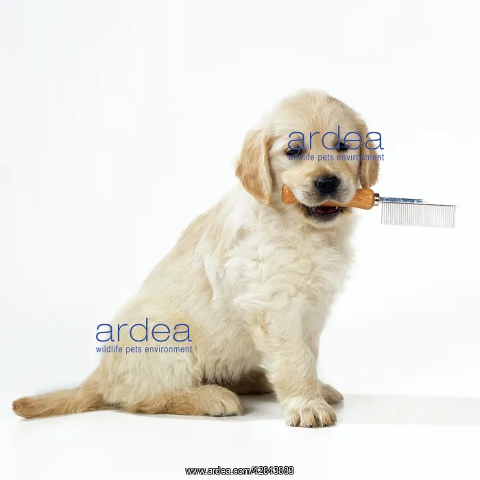  : Golden Retriever Puppy DOG - Carrying grooming comb