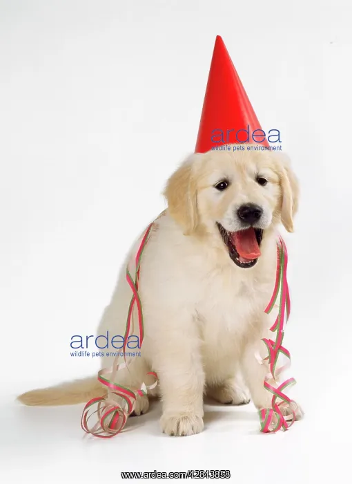 : Golden retriever Puppy DOG - Wearing party hat and streamer : Golden retriever Puppy DOG - Wearing party hat and streamer